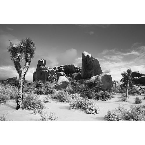 Muench, Zandria 아티스트의 Winter storm-Joshua Tree National Park-California작품입니다.